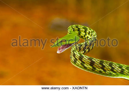 Vite verde serpente Ahaetulla nasuta, Mild velenose. Pondicherry, Tamil Nadu, India