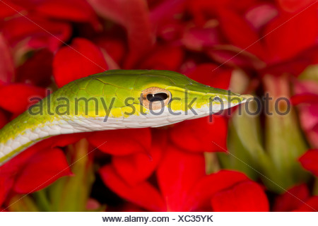 Close-up di un vitigno verde serpente (Ahaetulla nasuta)