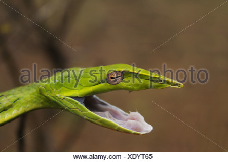 Vite COMUNE SNAKE Ahaetulla nasuta blandamente velenosa, comune. Si trovano in tutta l'India. Luogo- Amboli, Maharashtra, India