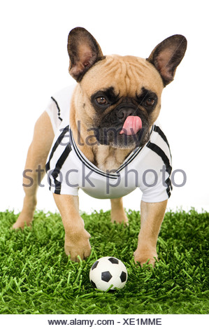 maglia con bulldog francese