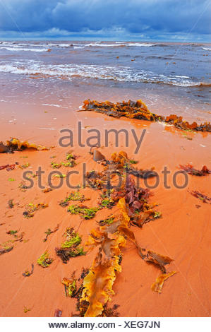 Le Alghe Erba E Rocce Sulla Sabbia Rossa Lungo La Spiaggia